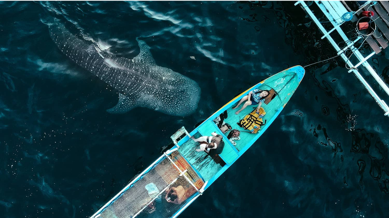 WHALE SHARKS 2 DAYS 1 NIGHT