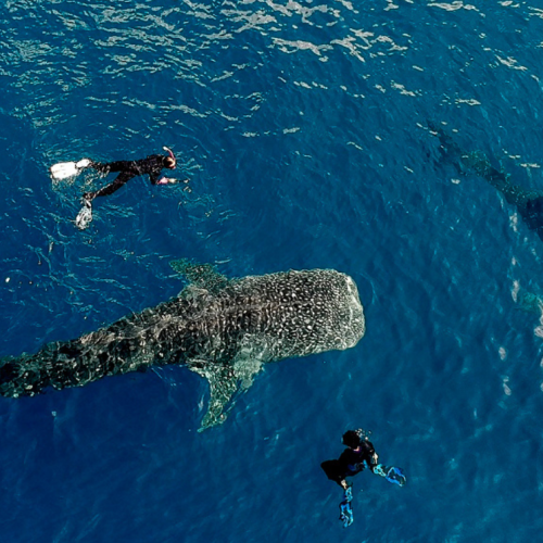 SUMBAWA OPEN TRIP 600K ONLY