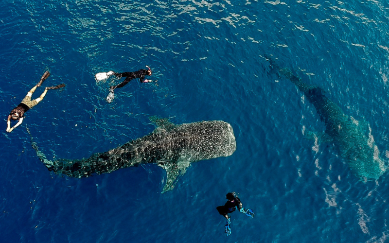 SUMBAWA OPEN TRIP 600K ONLY