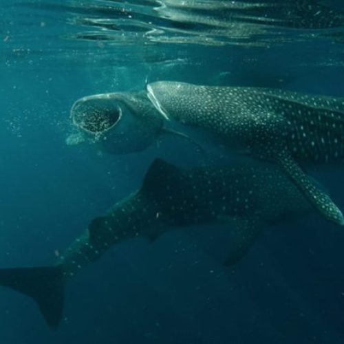Sumbawa Whale Shark Tour 3 Days 2 Nights