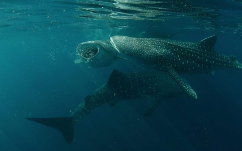 Sumbawa Whale Shark Tour 3 Days 2 Nights