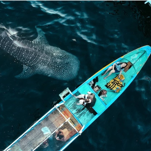 WHALE SHARKS 2 DAYS 1 NIGHT
