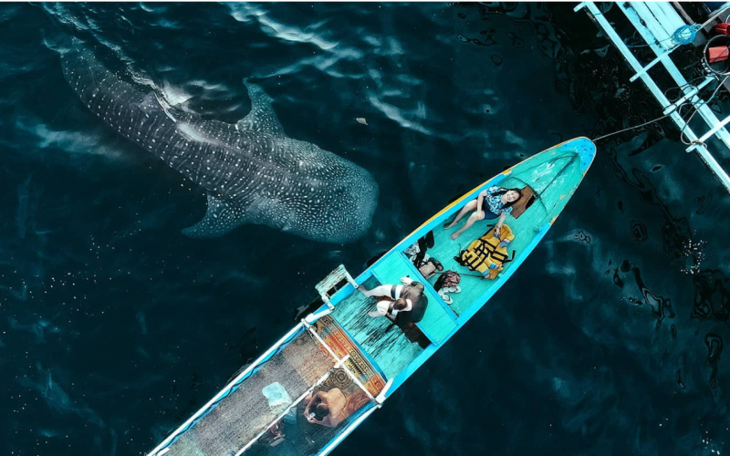 WHALE SHARKS 2 DAYS 1 NIGHT