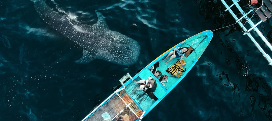 WHALE SHARKS 2 DAYS 1 NIGHT